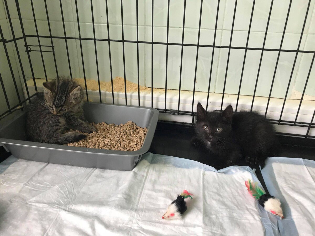 В ветклинике котятам стало получше