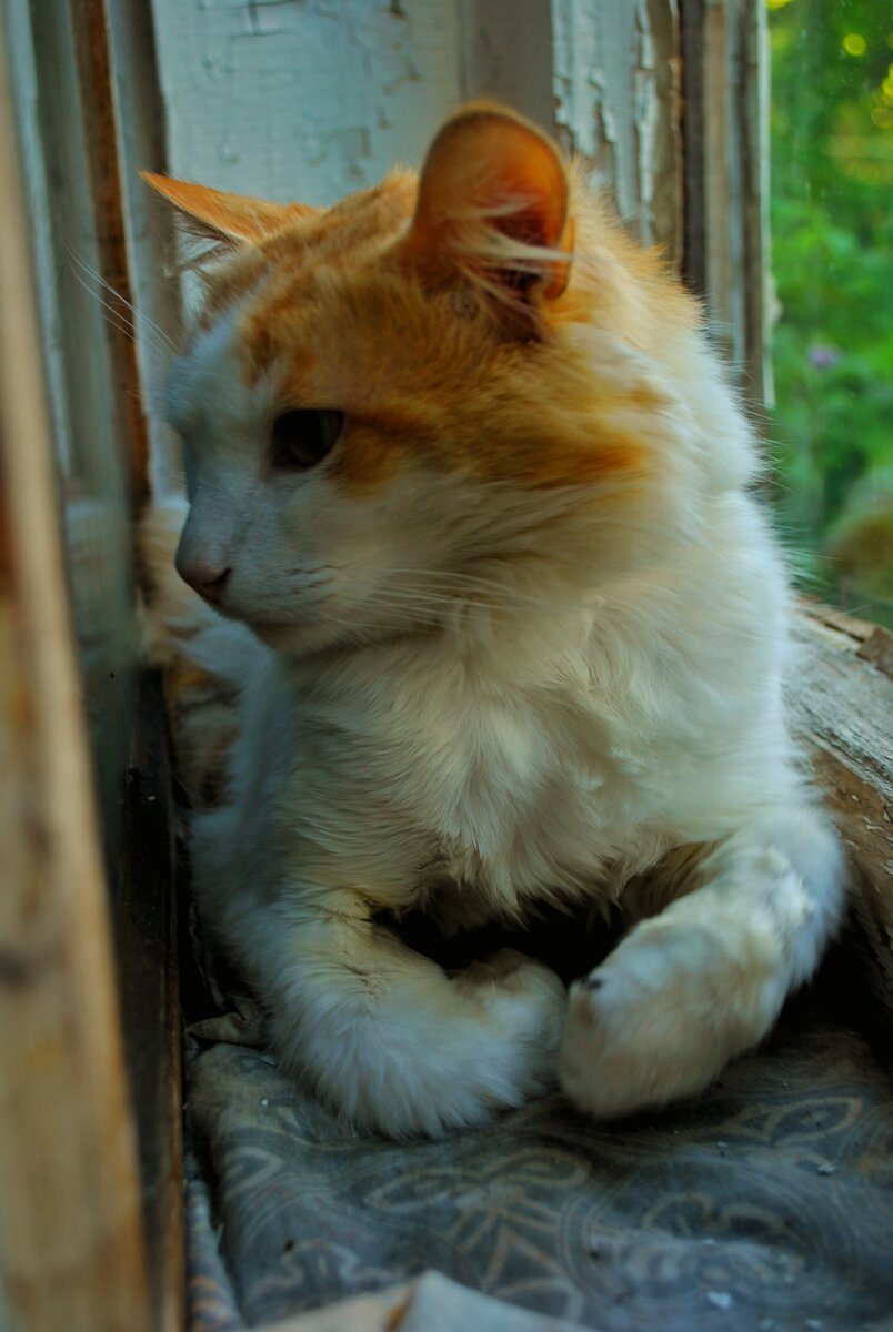 Грозный пушистик следит за ситуацией вокруг 