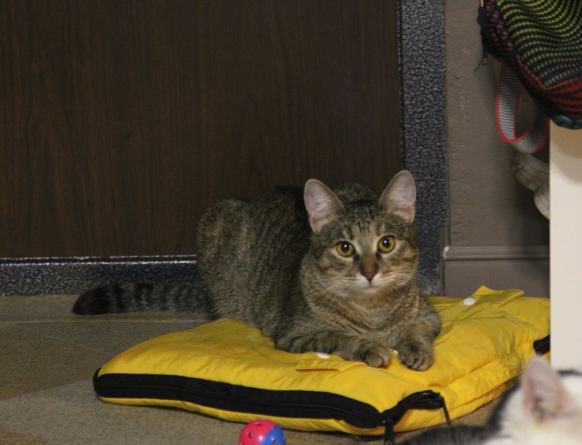 Философы и кошки. Мудрость кошек неизмеримо выше.