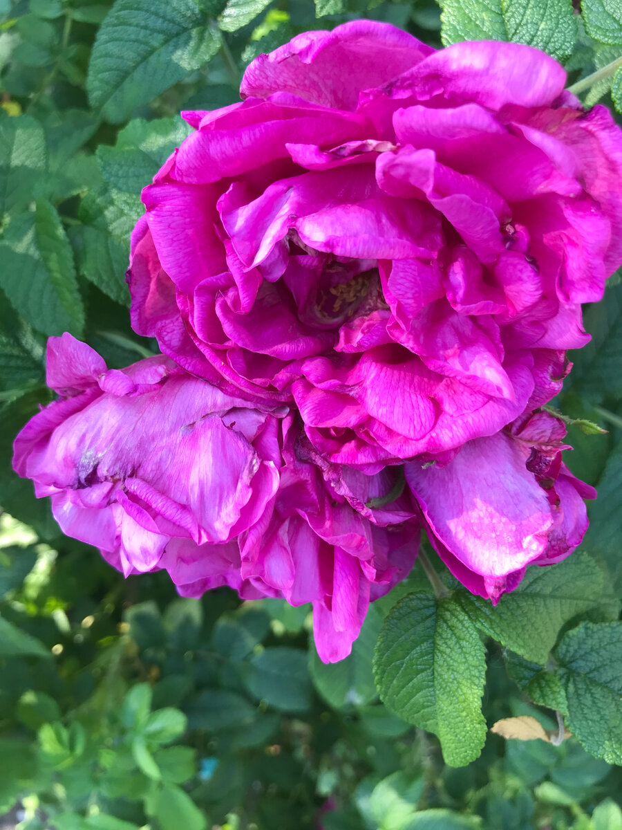 У нас в городе еще цветет шиповник.