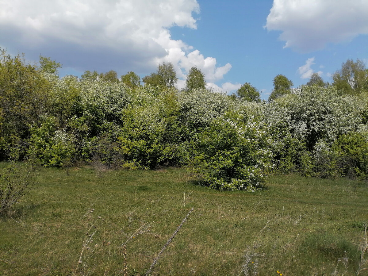 Авторское фото. Цветущий май сего года.