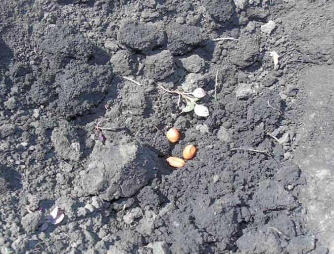 Семена арахиса в лунках. Фото из личного архива Софьи Скворцовой 