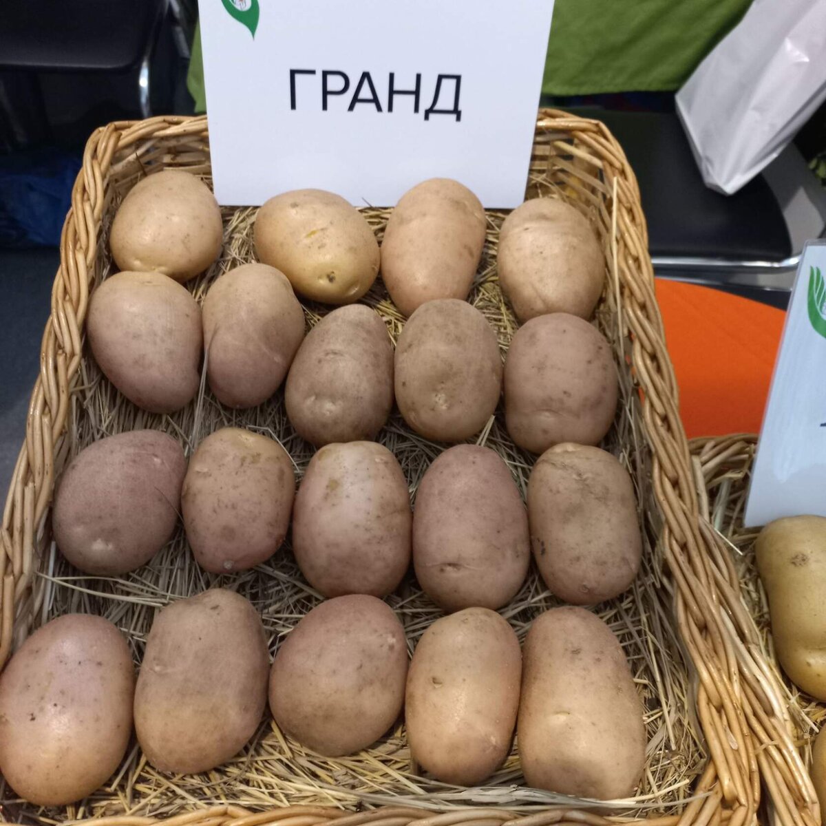 Картофель экзотика Урала. Картофель краса отзывы