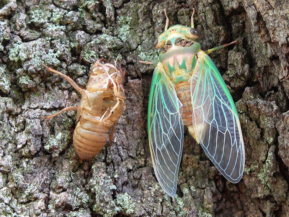 Cicada clinic. Крымская Муха цикада. Корейская цикада. Цикады цикады. Жук цикада.