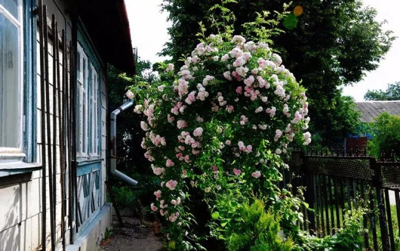 Калистегия Флоре Плено (Calystegia hederacear Flore Pleno) 2л 60-90см