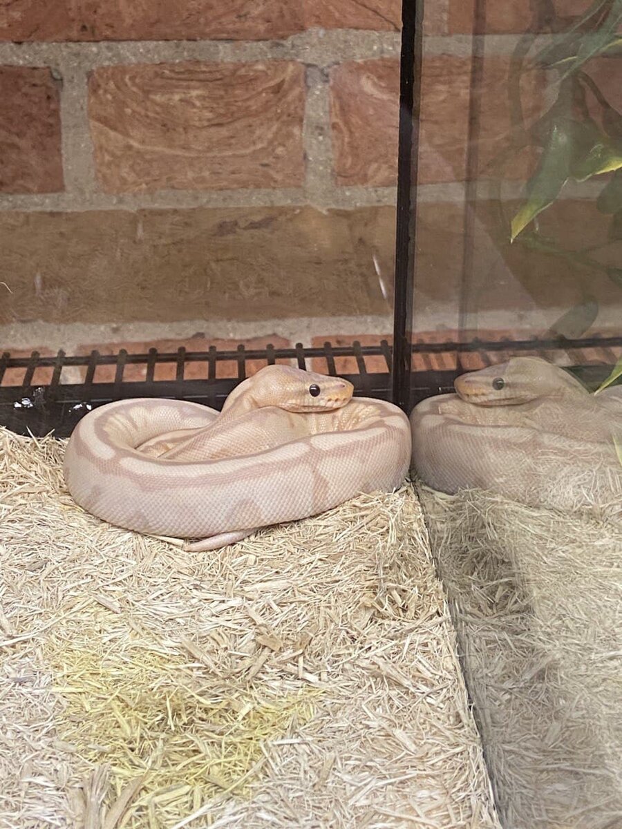 Очень милая розовая змейка