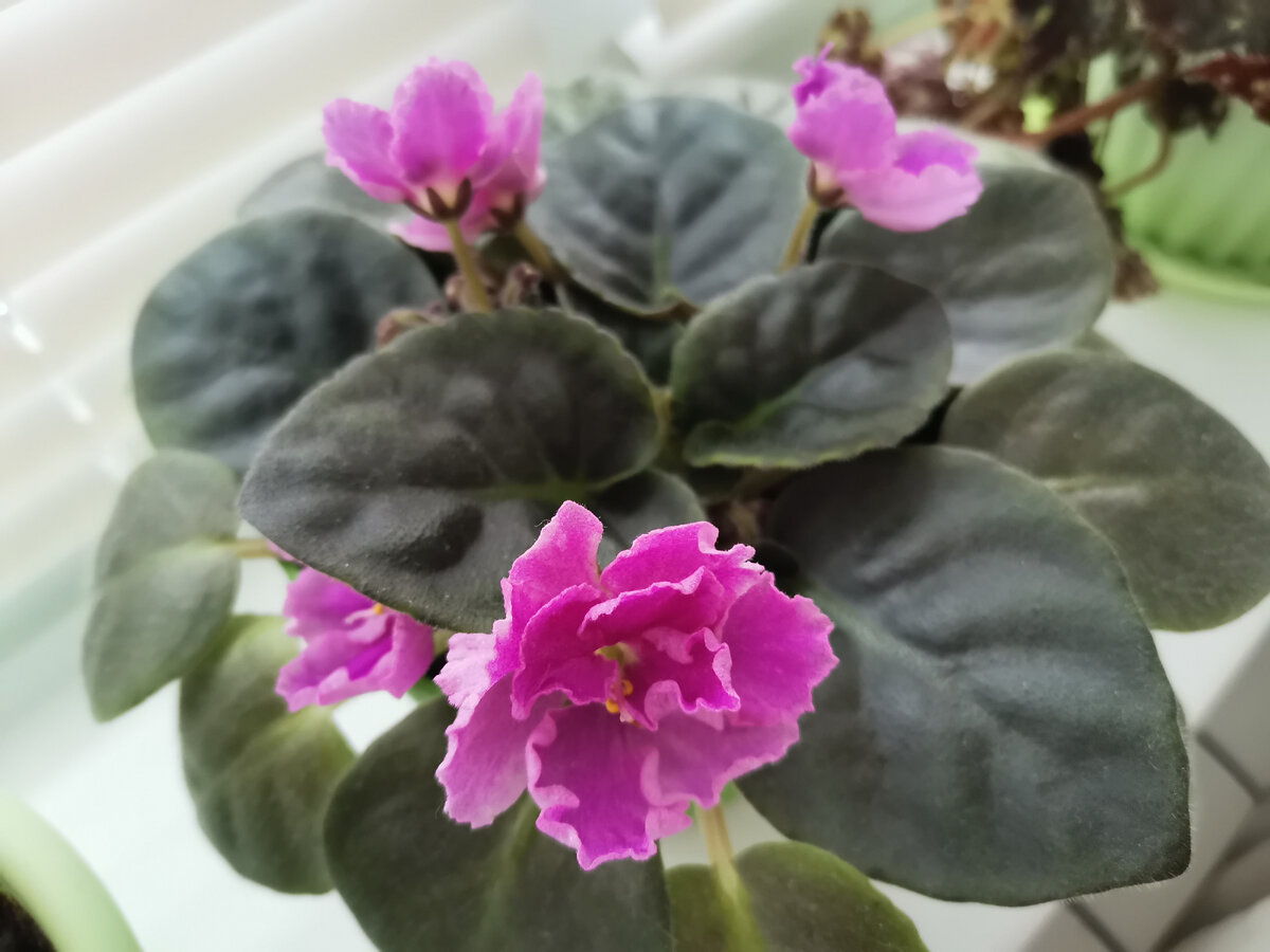 Распустились бутончики. Красота) Фото автора.