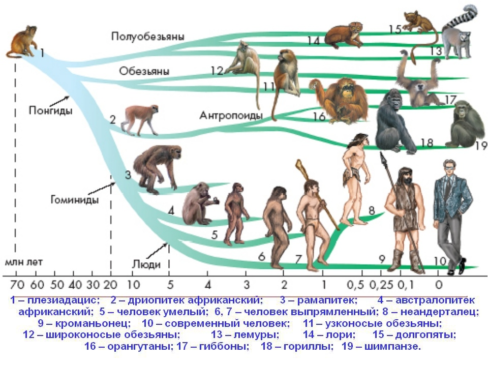 Предки людей жили на земле. Эволюционное Древо приматов и человека. Ветви развития обезьян и человека. Эволюционные схемы происхождения человека. Схема эволюционного развития приматов.