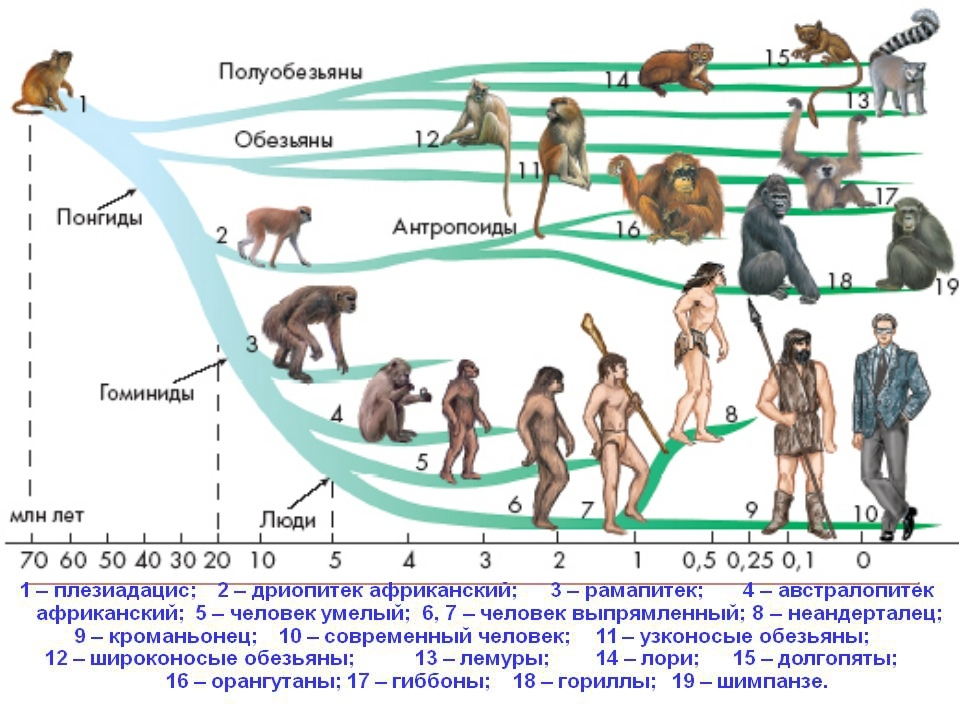 Эволюционное Древо приматов и человека. Ветви развития обезьян и человека. Эволюционные схемы происхождения человека. Схема эволюционного развития приматов. Последовательность появления человека