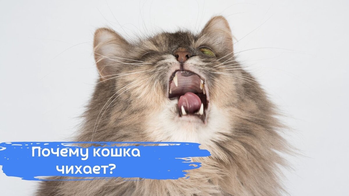 Почему кошка чихает? | P2Pet - первая экосистема для домашних животных |  Дзен