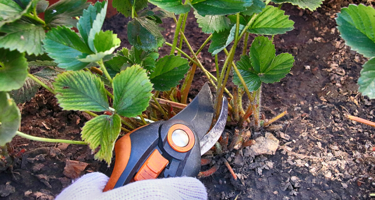 Обрезка старых листьев у садовой земляники. или клубники