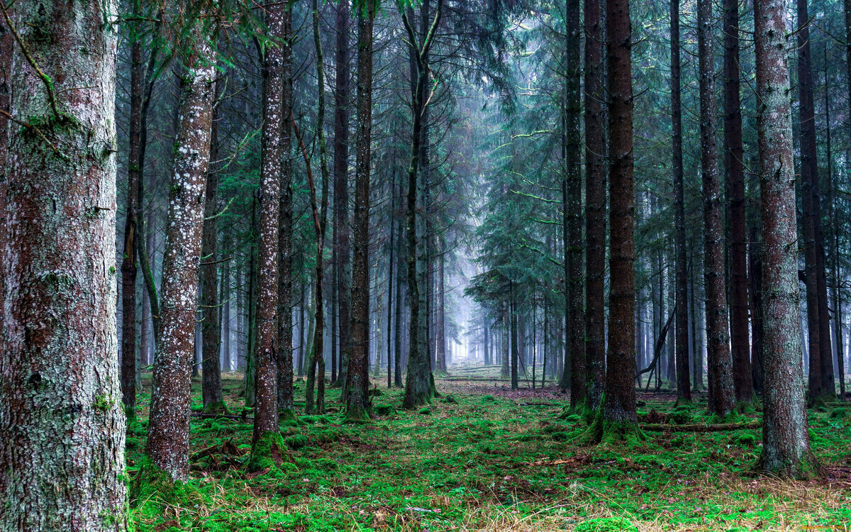 Яндекс.Картинки