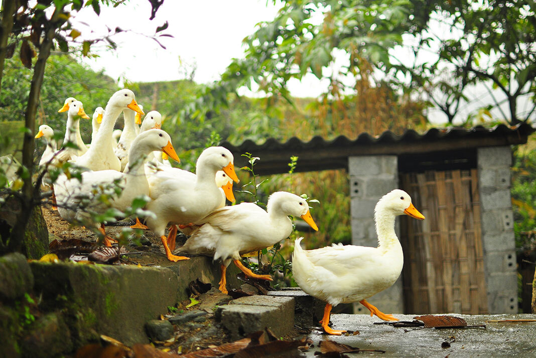 Льву положено быть вожаком стаи, истинным лидером... 