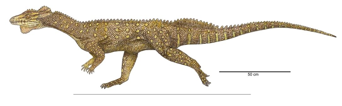 Оригинал картинки взят с сайта https://pikabu.ru/story/popozavram_ne_povezlo_s_imenem_no_zato_oni_otrastili_grebni_i_pochti_stali_dinozavrami_5114000