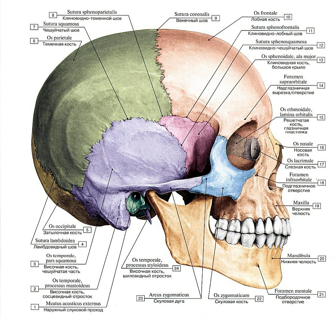 Череп. Вид сбоку, справа. 