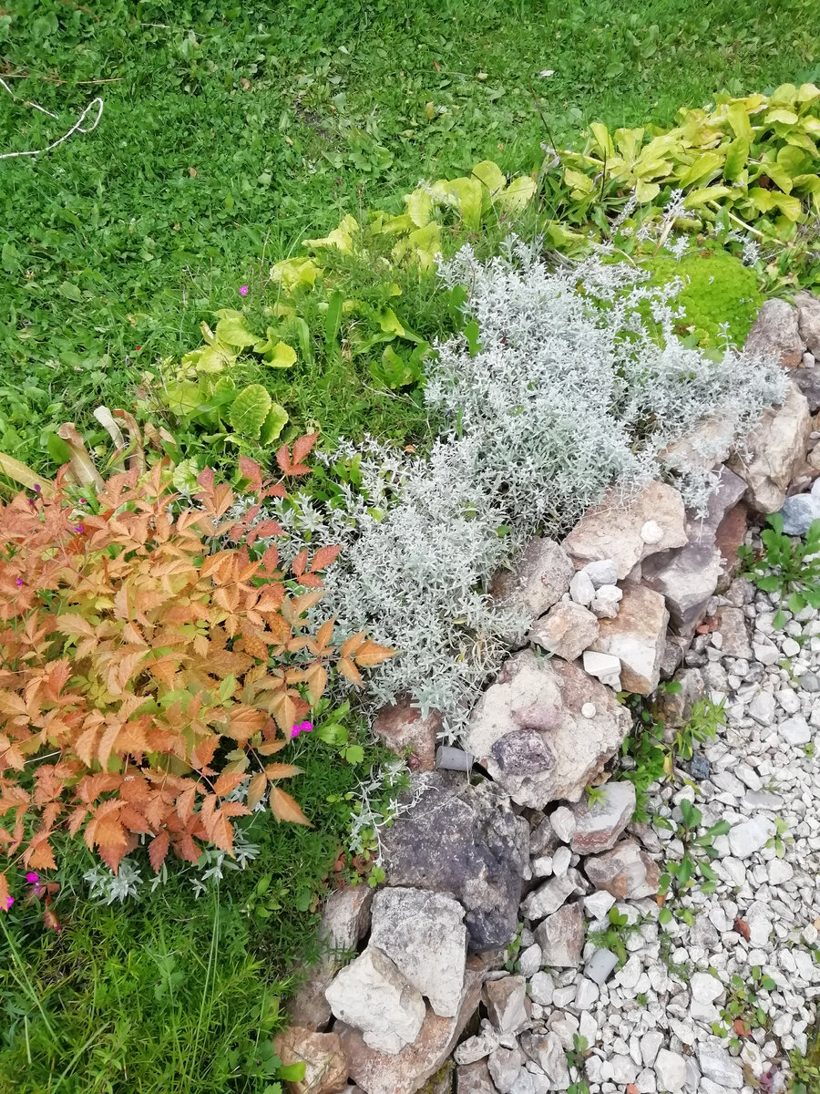 Серебристая ясколка, изумрудная травянка, октябрь