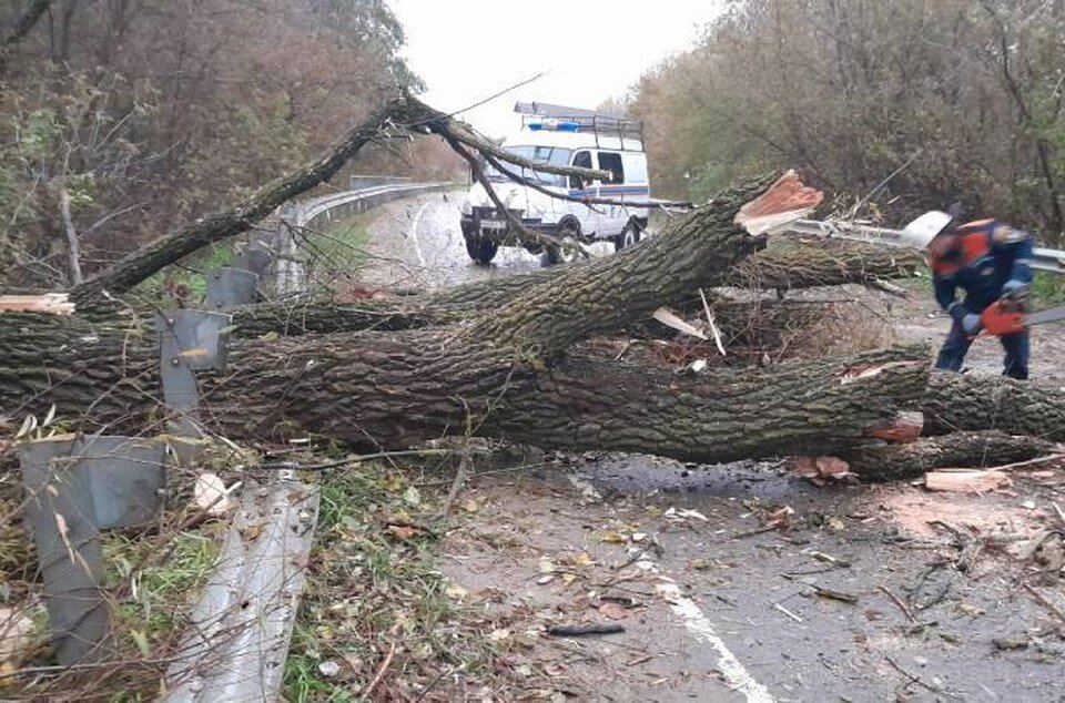     Упавшее дерево почти перекрыло дорогу. Фото: пресс-служба поисково-спасательного подразделения областной службы спасания на водах