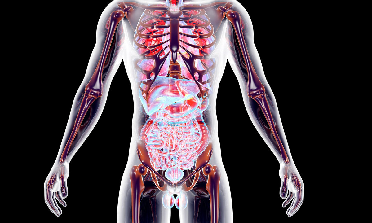 Человек организм фото название