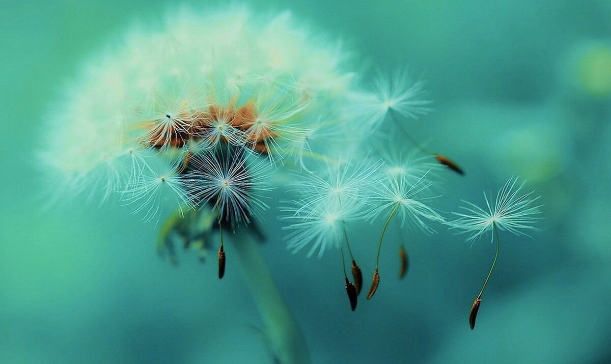 Одуванчик облетает