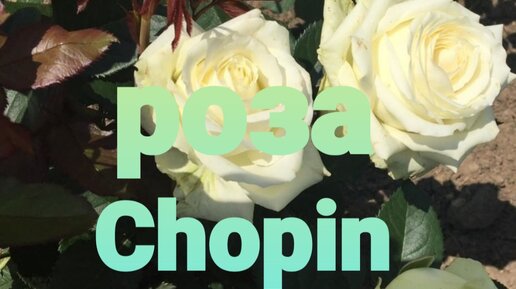 Обзор розы Chopin.