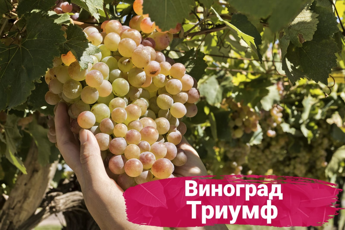 Лучшие сорта неукрывного винограда🍇 | Питомник Росток 🌱 | Дзен