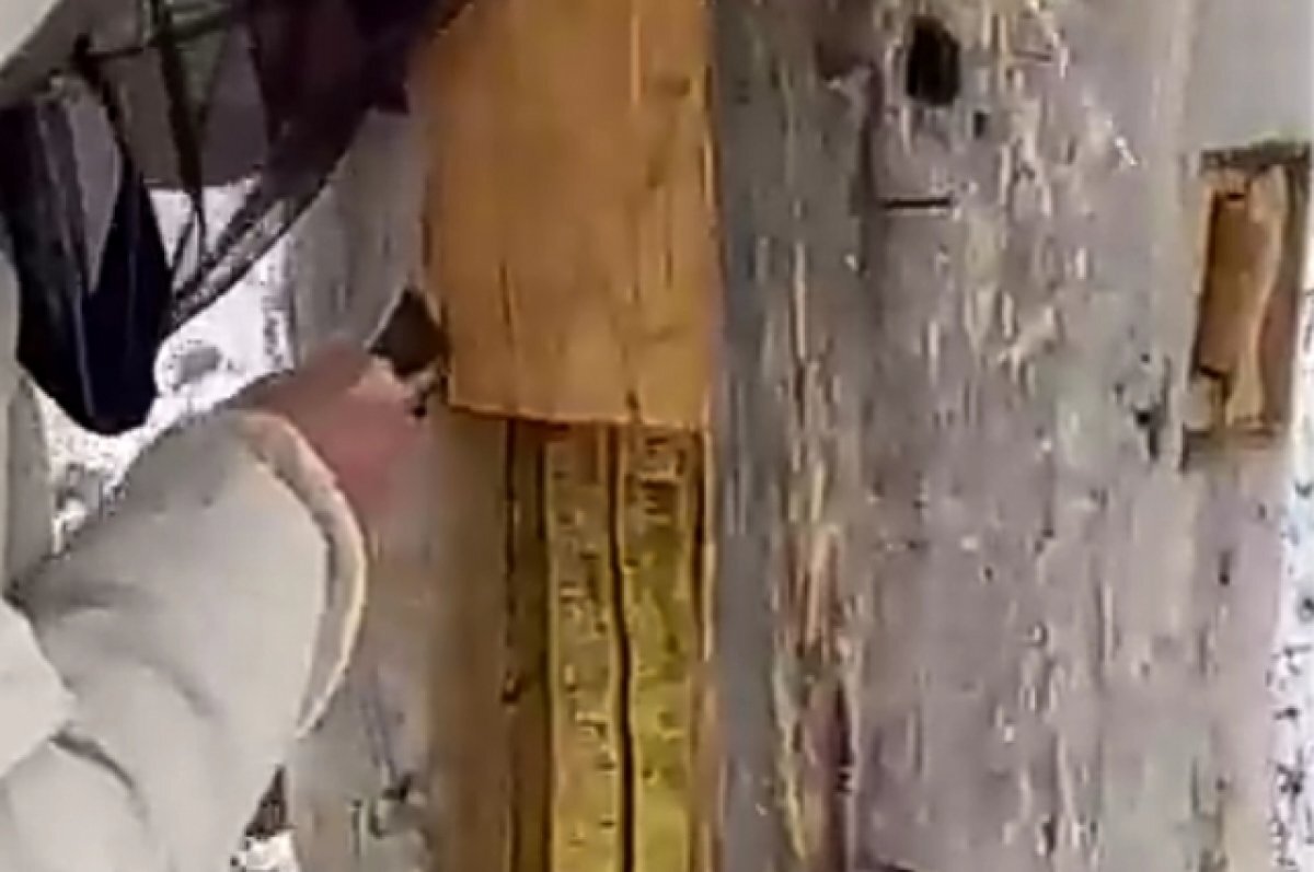    Радий Хабиров показал, как добывают мед на бортевой пасеке