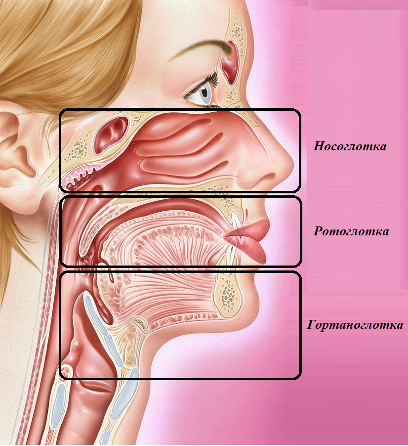 Основы анатомии глотания