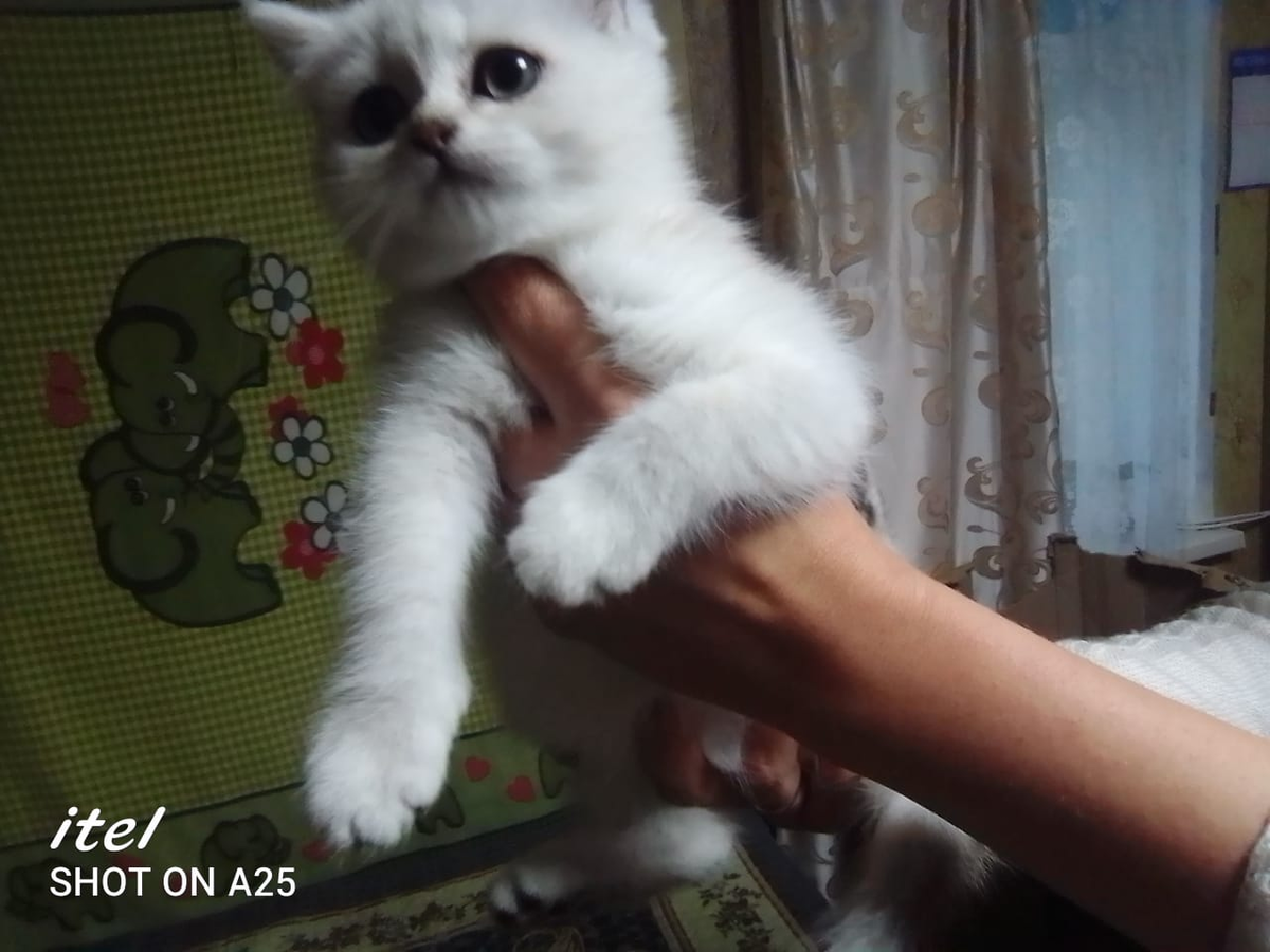 фото дома, хозяева обиделись из-за воспаления глазок и не выходят на связь