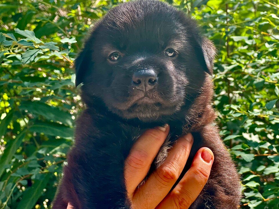     Щенки появились на свет в окопах. Фото: Приют для животных «От сердца к сердцу»/VK