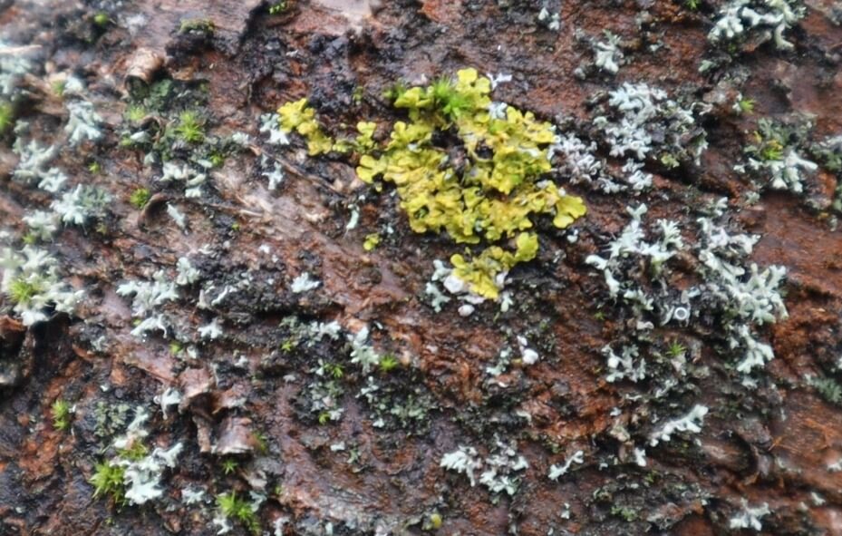Такой лишайник может делать веточки на деревьях хрупкими и слабыми снижая качество и количество урожая.
