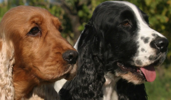 Что по-настоящему любит эта порода, так это плавать. Причем если на улице 0, то это не повод отказывать себе в купании. Плавают подолгу, хорошо справляются с течением. Игры в воде очень одобряют.