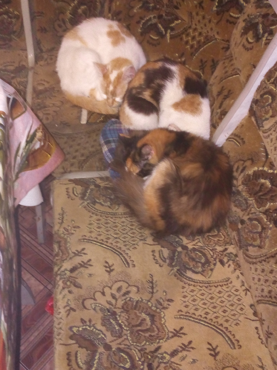 Коша, Крошка и Царевна. Тихий час. 