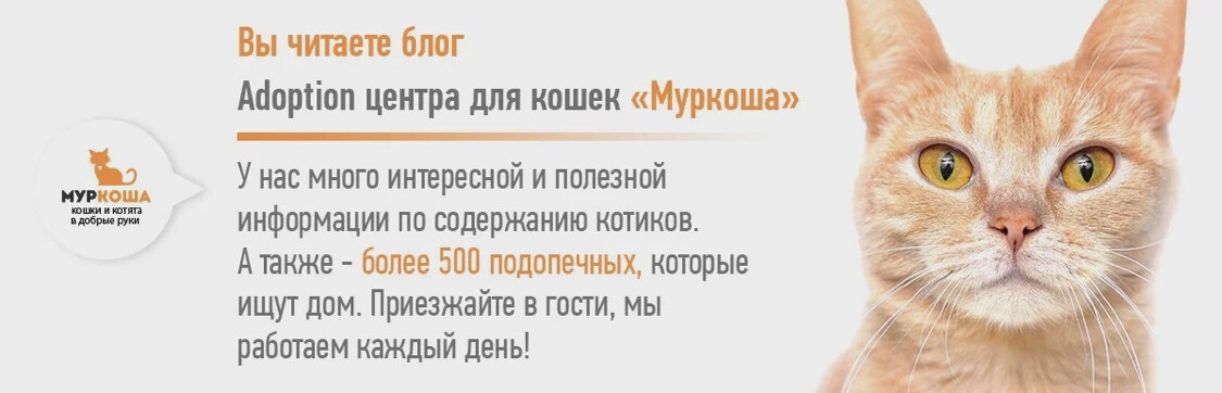 Наш приют – самый большой частный приют в Европе