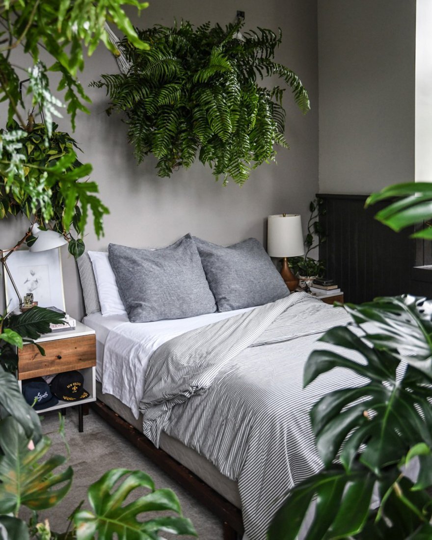 10 лучших растений для спальни
