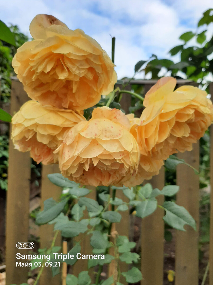 1. В год посадки. 