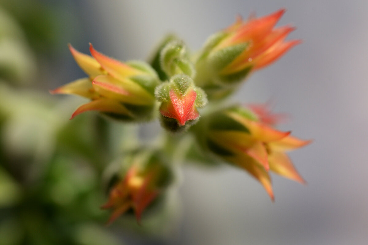 цветет Echeveria pulvinata 