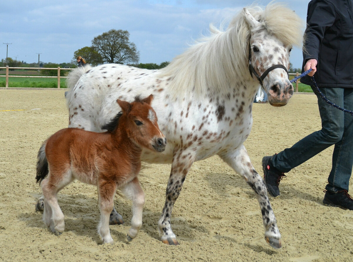 ТОП-30 самых красивых лошадей в мире | My horse story | Дзен