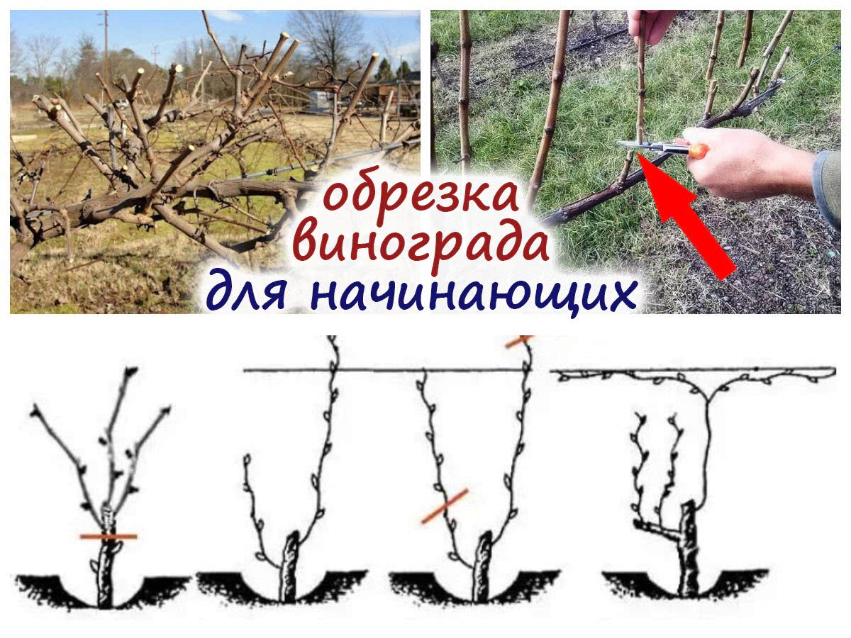 Обрезка неукрывного винограда на арке