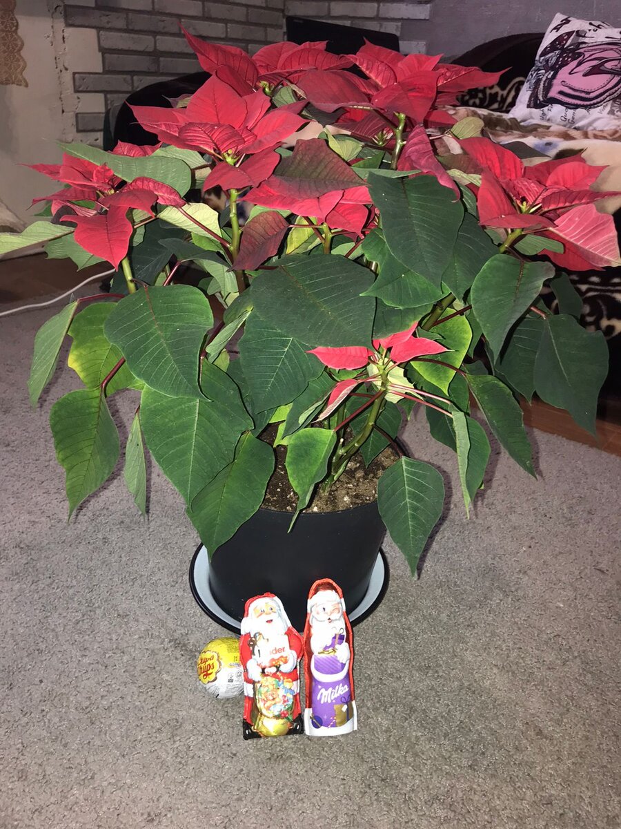 Шоколад мне детский 🤣