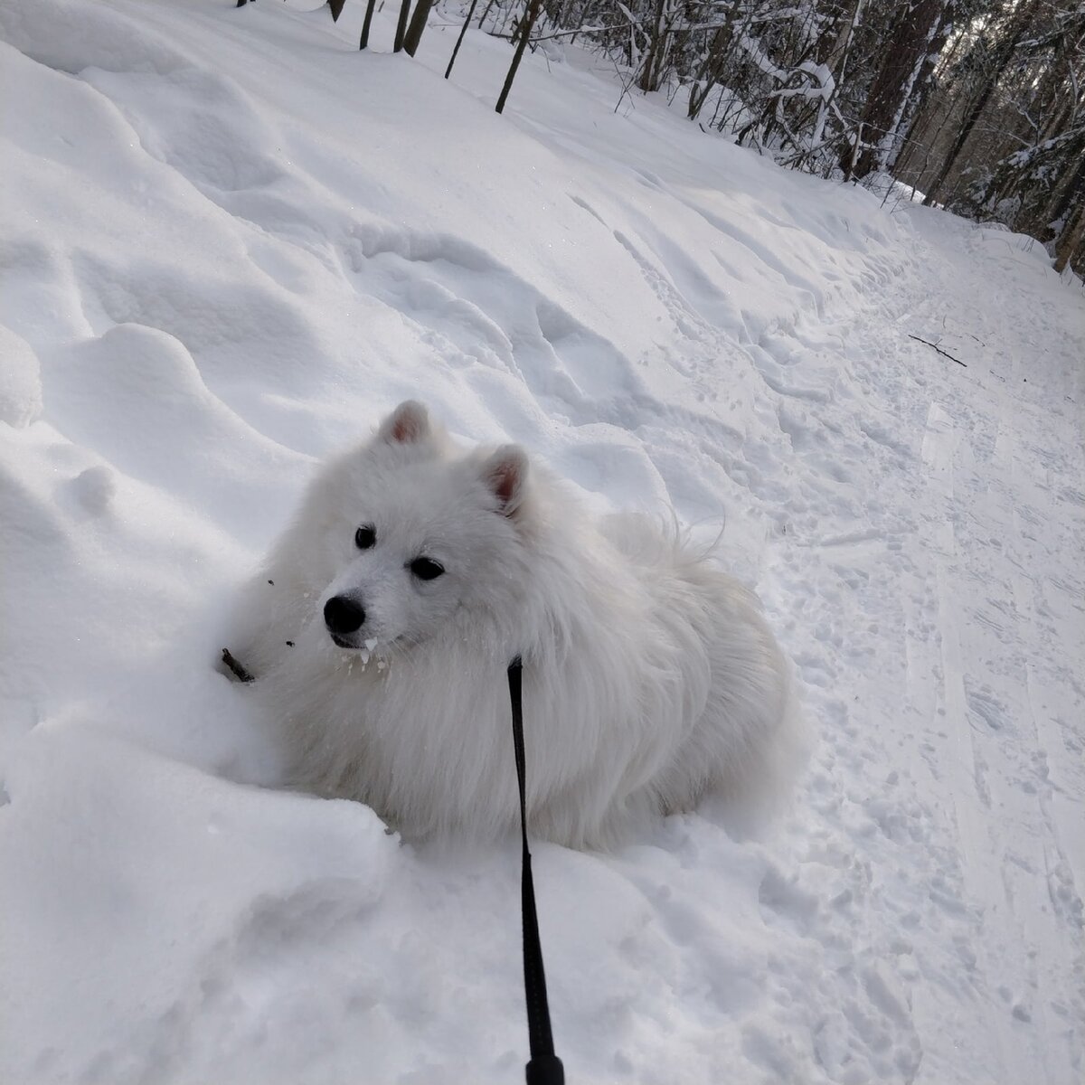 Японский шпиц - Белый Лекарь Юкки. https://vk.com/beliy.lekar