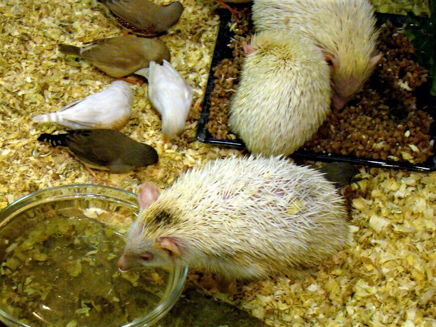 Белые ёжики