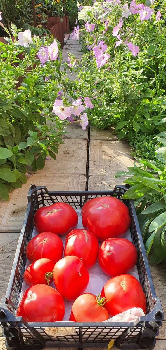 9 помидоров и нет больше места в ящике