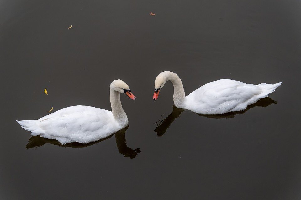     Лебеди-шипуны встречаются в Ростовской области достаточно часто. Юлия ПЫХАЛОВА