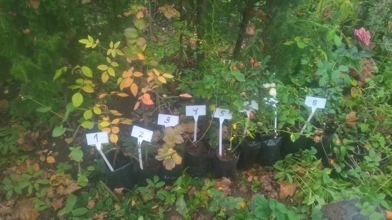 От природных  к современным новинкам 