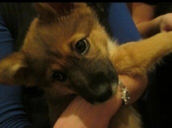 Когда Крекеру было  4 месяца