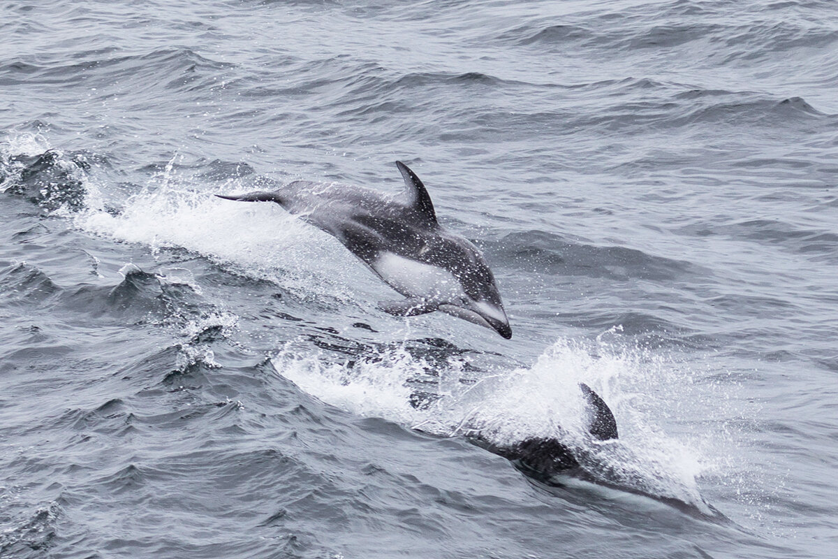 Dolphins sleep with one eye. Тихоокеанский белобокий Дельфин. Дельфин Коммерсона. Сон дельфина. Спящие дельфины.