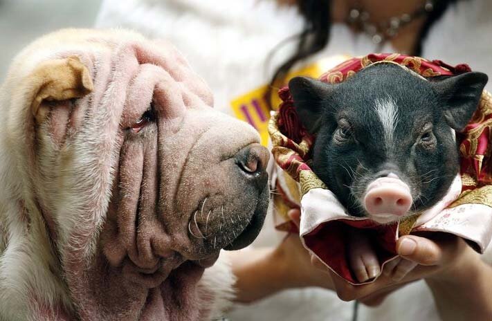 Собака свинья. Собаки и свиньи дружат. Свинособаки бандеровца шапка. Свинособаки. Русский свинья собака.