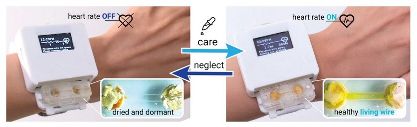    Часы в «спящем» режиме (слева) и активном после кормёжки (справа)