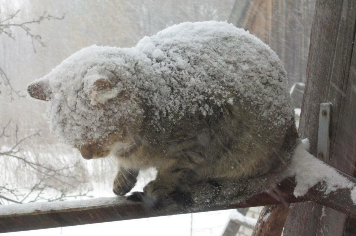 Котенок холодный. Кот замерз. Замерзший кот в снегу. Кот мерзнет. Бездомные коты зимой.