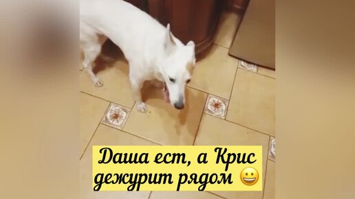 Ну Шарик же как лучше хотел, а Таня его поругала😳И Кузе досталось, одна ДДашенька у неё хорошая 😿